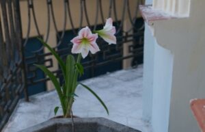 Lee más sobre el artículo El rumor continuo de la Casa